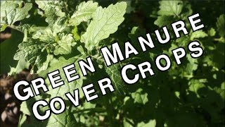 Green Manure Cover Crops Organic Sustainable Soil Fertilizers [upl. by Fairfield]