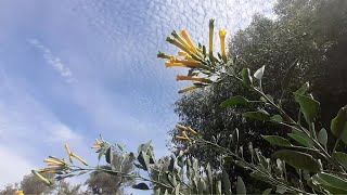 Exploring Nicotiana glauca plant [upl. by Crawford]