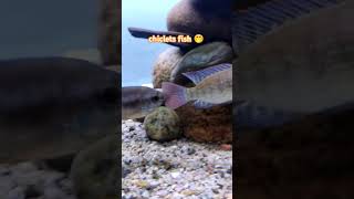 chiclets fish aquarium chicletsfish [upl. by Arlan]