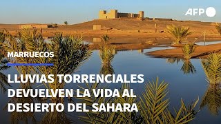 Lluvias torrenciales devuelven la vida al desierto del Sáhara en Marruecos  AFP [upl. by Gery907]