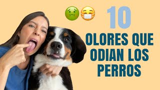 10 OLORES QUE ODIAN LOS PERROS  Lauvet [upl. by Denison]