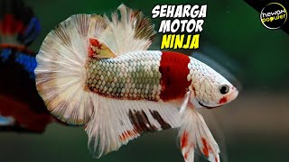 Inilah Ikan Cupang Termahal Di Dunia Harganya Selangit [upl. by Sapphera]