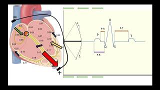 ELECTROCARDIOGRAMA FACIL PRINCIPIOS BÁSICOS [upl. by Boony]