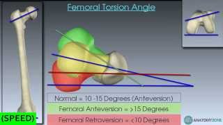 SPEED The Femur Skeletal Anatomy [upl. by Enelav]