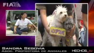 Adopciones MP en Hechos 1 Noticiero TV Azteca [upl. by Conners5]