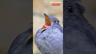 Beautiful Singing Finch Birds 🐦😍 Finch Birds Singing [upl. by Ulphia]