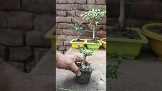 Zade Plant Care🌿🌿 garden bonsai trending shorts youtubeshorts [upl. by Docile584]