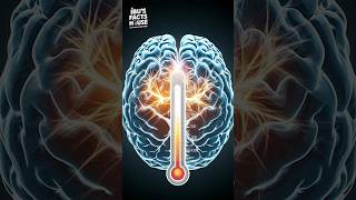 Why Do We Get Brain Freeze facts interestingfacts shorts viralshorts brain [upl. by Willard]