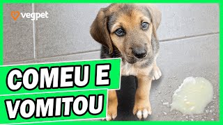 Cachorro Vomitando e se Coçando  Atenção Para Alimentação [upl. by Vardon]