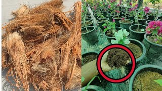 Make your own cocopaeat at home How to use cocopeat for plants [upl. by Airamasor]