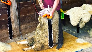 Incredible Advanced Sheep Shearing Technique  Astonishing and Satisfying [upl. by Urbas]