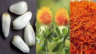 Safflower Growing From Seed  Grow Safflower Plant At Home  Carthamus Tinctorius [upl. by Enirehtac]