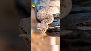 How Catch Horned Viper Snakes 🐍 [upl. by Leinto65]