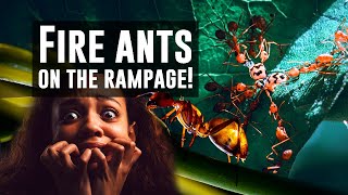 Fire Ants One of the most dangerous daytoday insects you may encounter [upl. by Enahpad253]