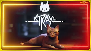 CONTINUANDO STRAY 🐈💫 pix discord comandos [upl. by Julius]