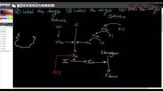 1210  PCOL Final Review Anticoag AlphaBeta Drugs [upl. by Assedo]