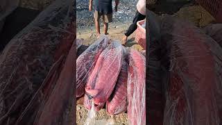 Bongkar Tuna Loin di PPI Sodohoa Kendari [upl. by Enaed]