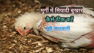 पोल्ट्री मुर्गी में मियादी बुखार आ गया है कैसे ठीक करें पूरी जानकारी। poultry symptoms।poultry diese [upl. by Vernita]