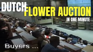 Daily flower auction in Netherlands  Fastest auction in Europe [upl. by Zachar]