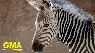 Disney’s Animal Kingdom welcomes 4 baby zebras [upl. by Wernsman163]