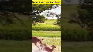 cute babies hyena attack on baby deer youtube short viral video [upl. by Gerhardt682]