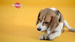 Pedigree Jumbone television advert [upl. by Aneelak]