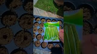 How to grow matar seeds in seed trey  matar seeds germinationseed traymatar plant germination [upl. by Ynettirb]