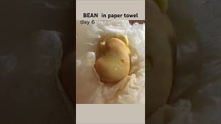 Fava bean time lapse for 8 days timelapse plants [upl. by Illak699]