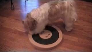 Sophie the Shih tzu Loves Her Dog Twister by Nina Ottossonwmv [upl. by Elleira]