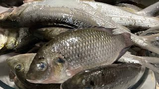 Fish Cleaning  Fish Scale  ASMR  Interesting video [upl. by Romy]