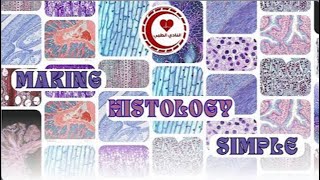 Epithelial Tissuepart 4HistologyDone by  Layan Kamal [upl. by Rillis]