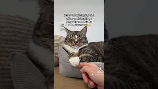 Does anyone make up songs for their cat  cats catlover 🫶 [upl. by Bettine]