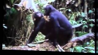 La reproduction chez les primates [upl. by Rehtae633]