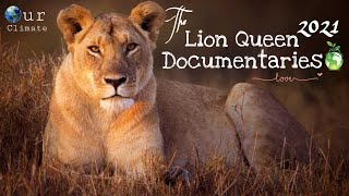 Lion Pride 2022 Malika  The Lion Queen Documentary 2022English subtitles  Nat Geo wild [upl. by Cherie]