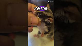 Cannonball comedy funanimal sugarglider Cannonballsugarglider cute [upl. by Eus]