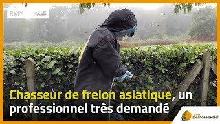 Chasseur de frelon asiatique un professionnel très demandé [upl. by Farand]