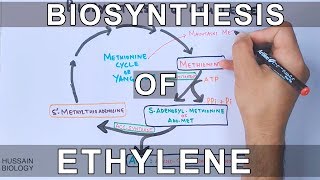 Biosynthesis of Ethylene [upl. by Ellehsem]