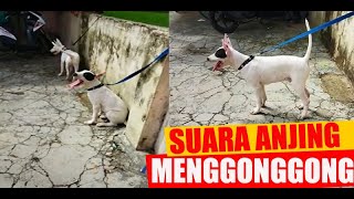 SUARA ANJING MENGGONGGONG MARAH  DOG SOUND [upl. by Ydurt]