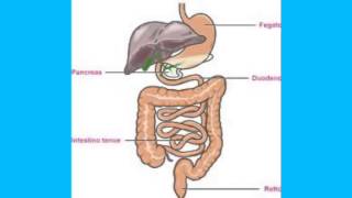 lapparato digerente [upl. by Nodla]