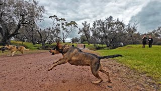 Kelpie farm dog gets the ZOOMIES [upl. by Lua]