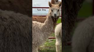 Summer Haircut farmlife ranch countrylife alpaca barnyard alpacafarm farm countryliving [upl. by Llevad]