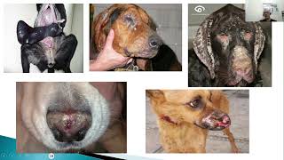 Leishmaniasis canina Diagnostico y tratamiento en perros [upl. by Imat]