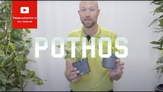 All you need to know about Epipremnum Aureum Pothos [upl. by Ycaj]