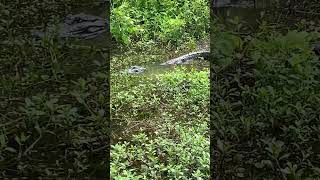 Gators at lake millwood in Arkansas [upl. by Pride]