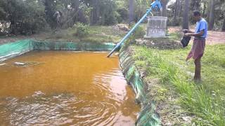 Fish raising in tarpaulin lining pond [upl. by Hadihsar]