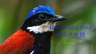 fighting Giant Pitta call  Blueheaded Pitta  蓝头八色鸫 [upl. by Airotel]