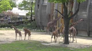 Diergaarde Blijdorp Rotterdam Zoo [upl. by Airamalegna]