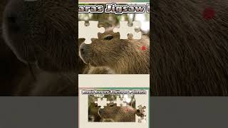 066 Capybaras Animal Jigsaw Puzzle [upl. by Eilak420]