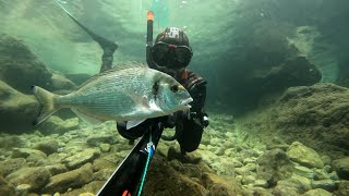 Črnika Dive Spearfishing  Autumn Sheepshead breaming amp one Gilthead bream 2024 [upl. by Tamiko]