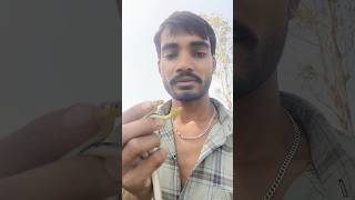 striped keelback snake 🐍 hindi information youtub chenal sarpmitra jeevan singh from rupakheda sort [upl. by Brubaker]